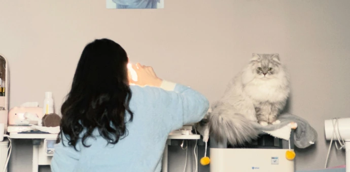 veterinarian examing sample with cat