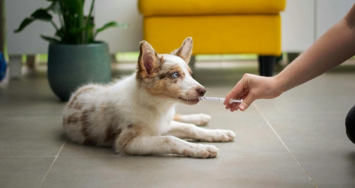 Dog fed from syringe