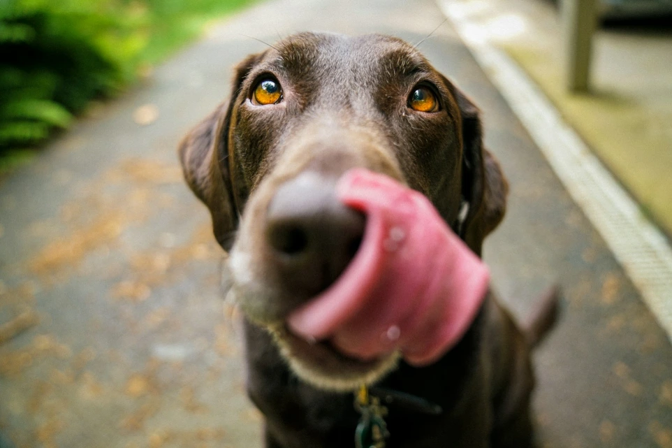 adult chocolate Labrador retriever licking lips