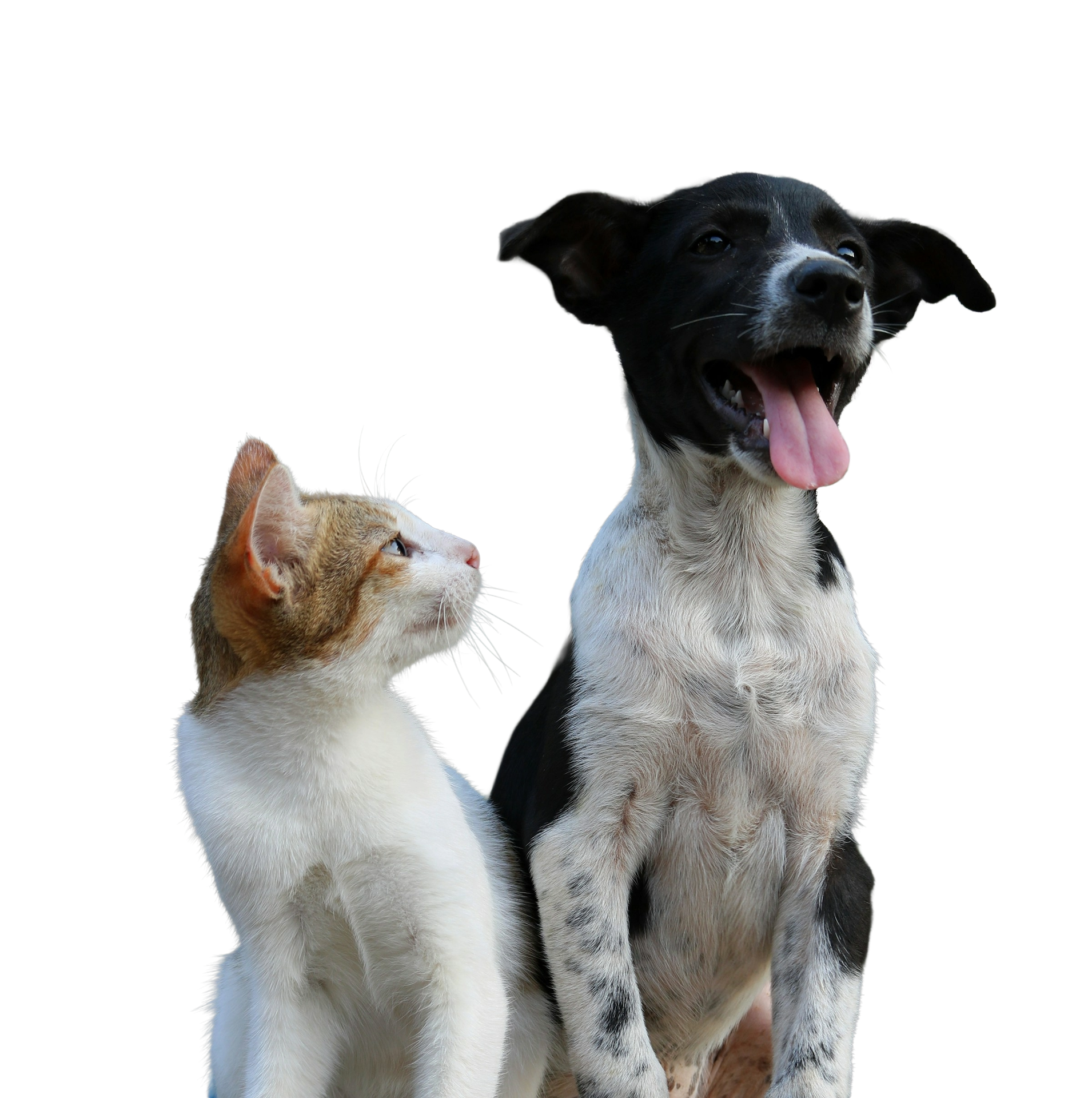 cat judging dog